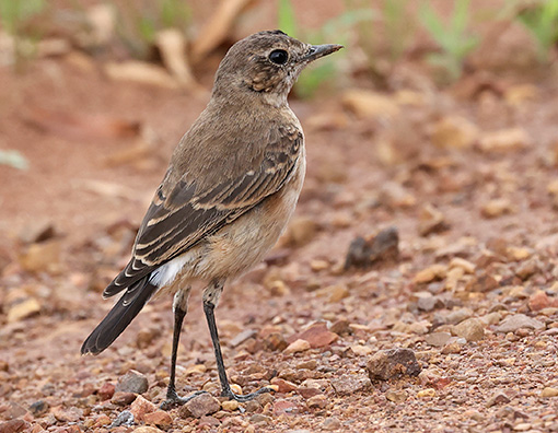 Capped Wheatear